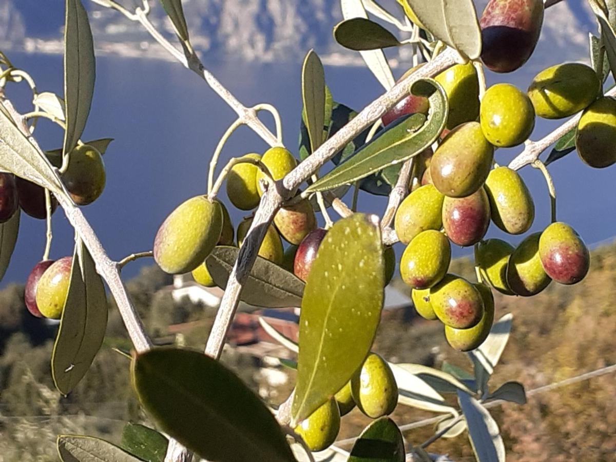 Appartamento Leccino Malcesine Dış mekan fotoğraf